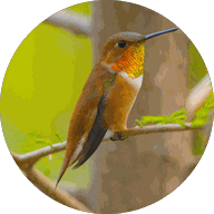 Perch